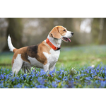Adjustable cotton collar showing size range flexibility