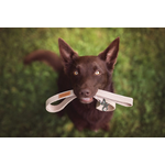 Size S cotton dog collar with adjustment mechanism