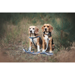 Dog wearing Amiplay Denim collar demonstrating comfortable fit and fashionable denim design
