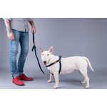 Dog wearing Amiplay Denim adjustable harness showing comfortable fit and classic denim style
