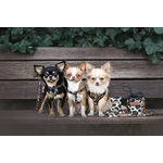 Adjustable Amiplay Safari leash showing size options S and M with length specifications